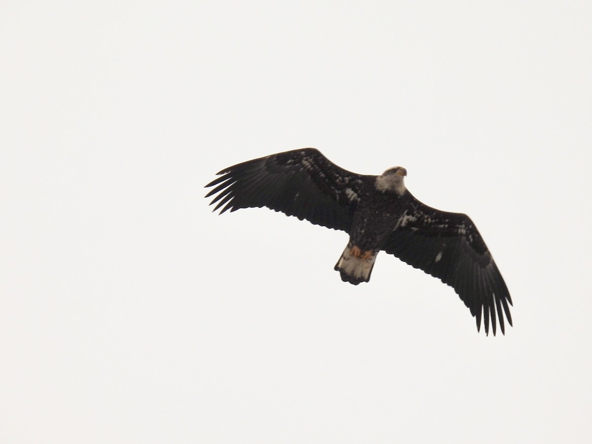 Bald Eagle - ML613419332