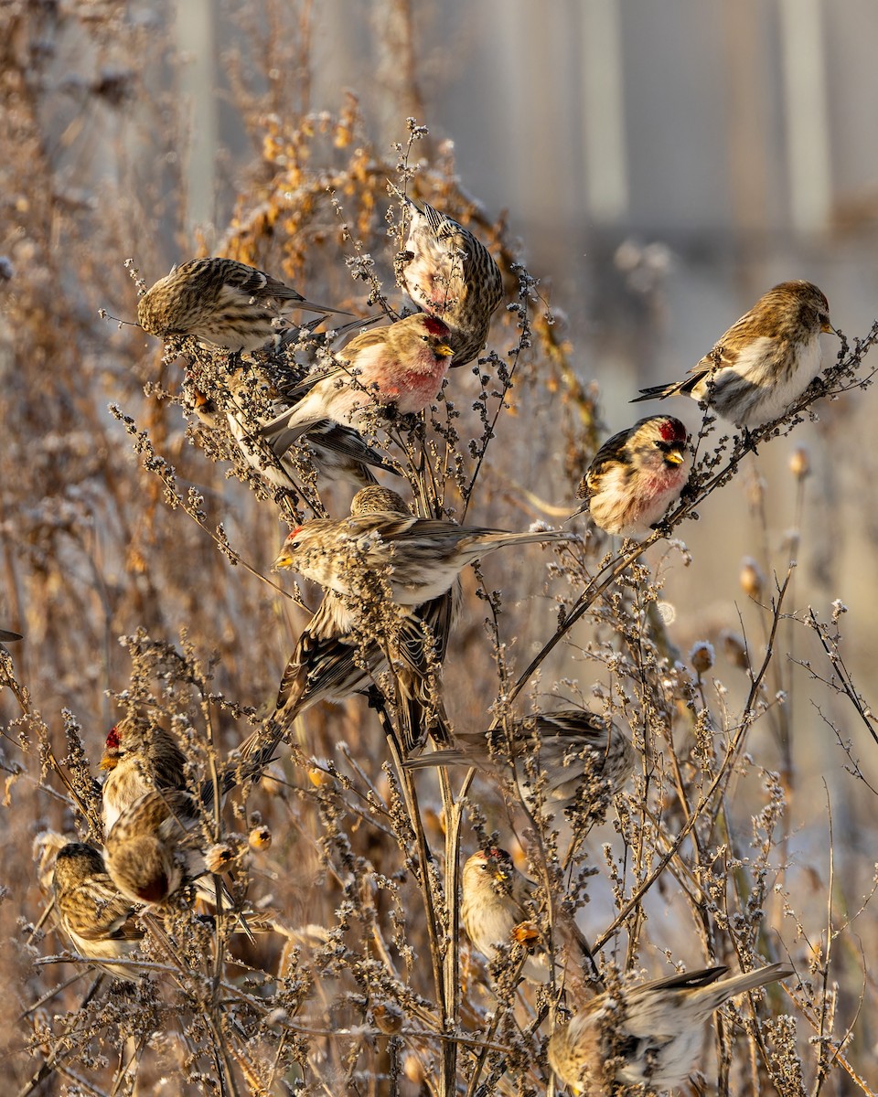 Common Redpoll - Michał Grądcki