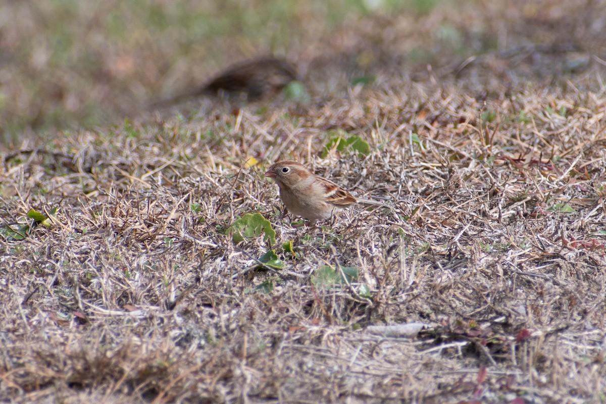 Field Sparrow - Charles Donnelly