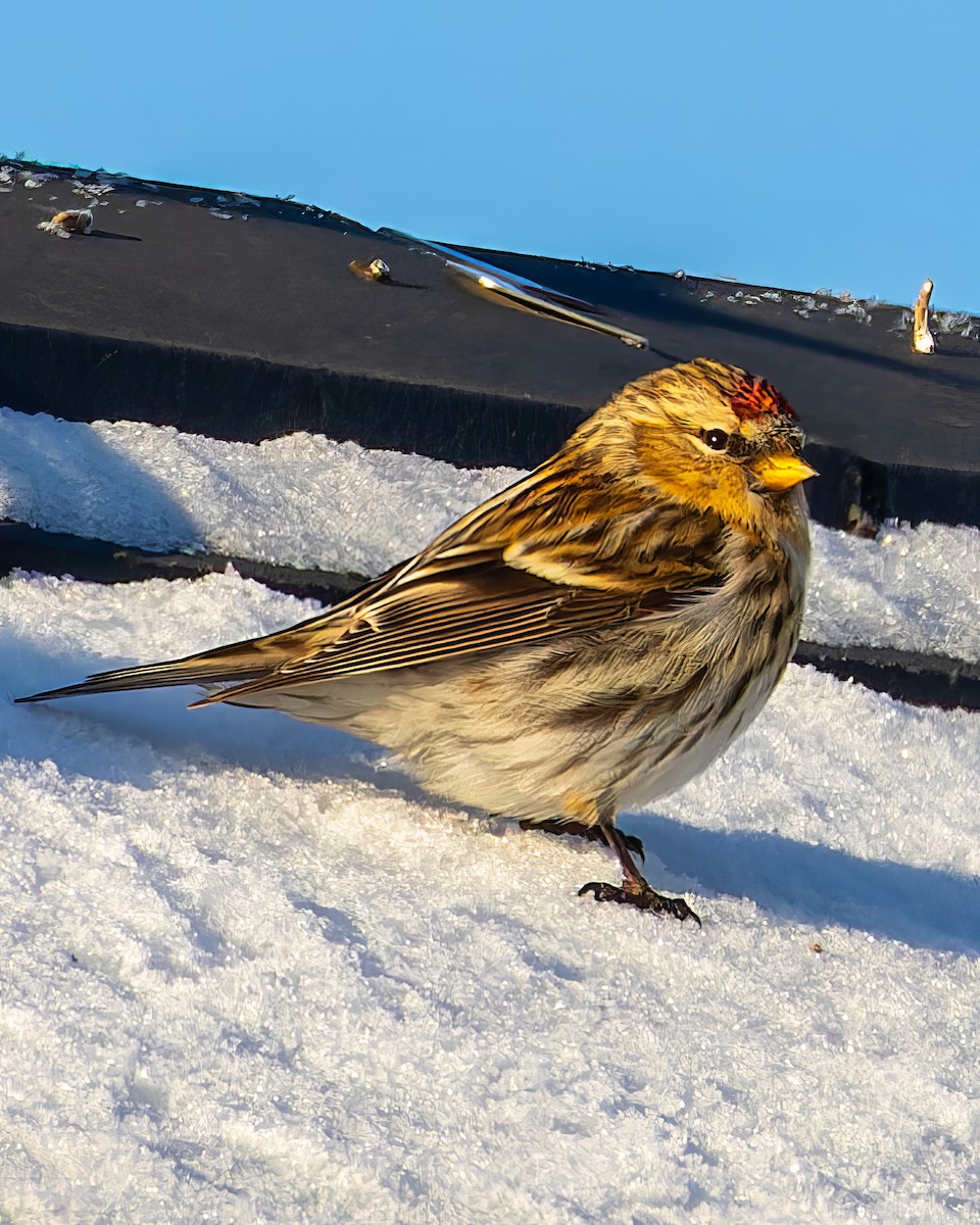 Common Redpoll - Michał Grądcki