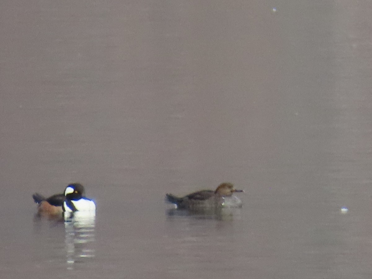 Hooded Merganser - ML613419359