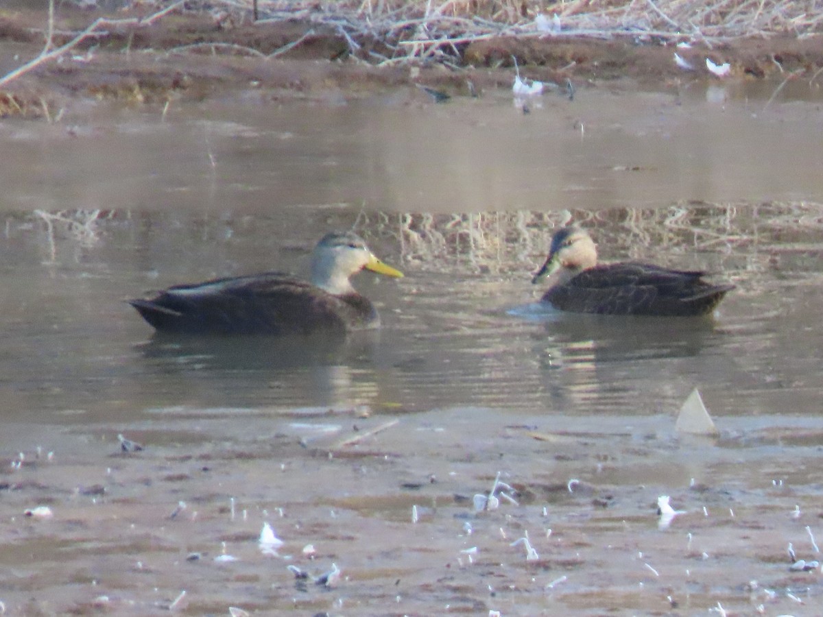 American Black Duck - Rick Robinson