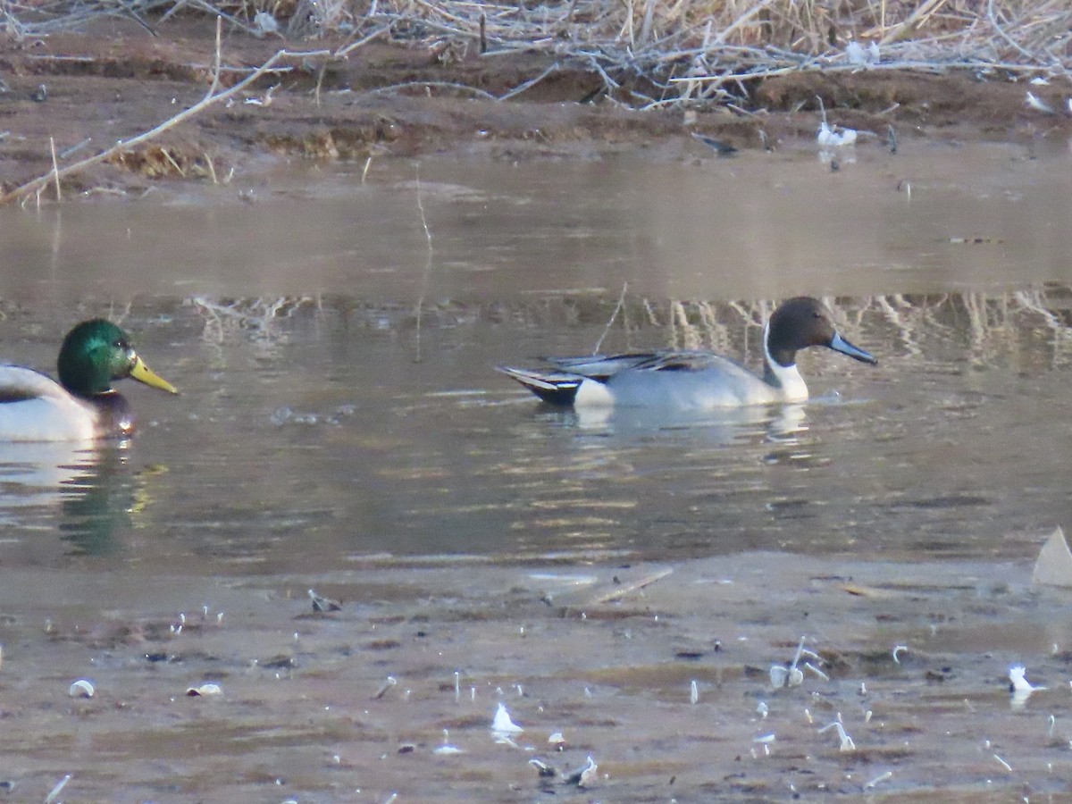 Northern Pintail - ML613419380