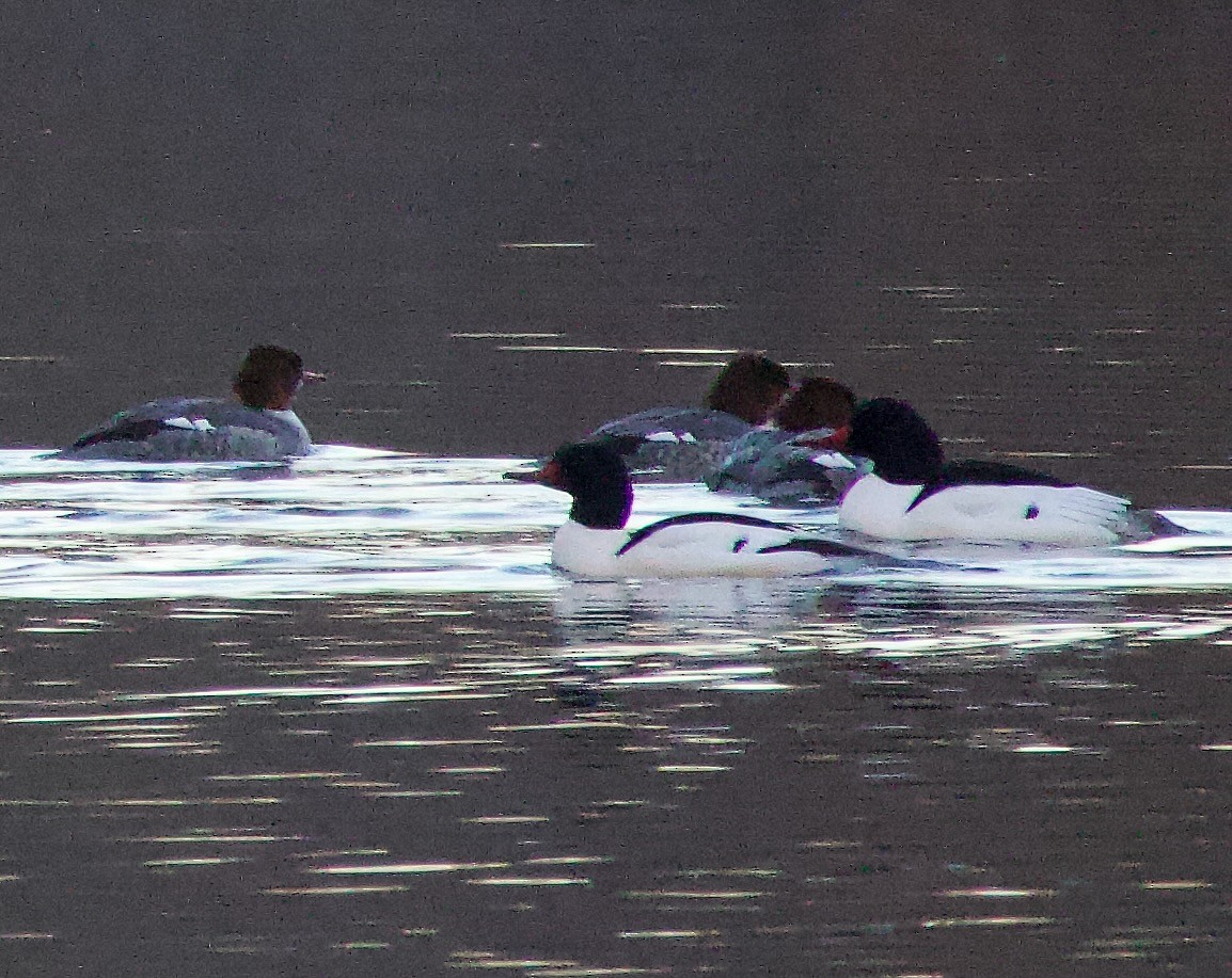 Common Merganser - ML613419408