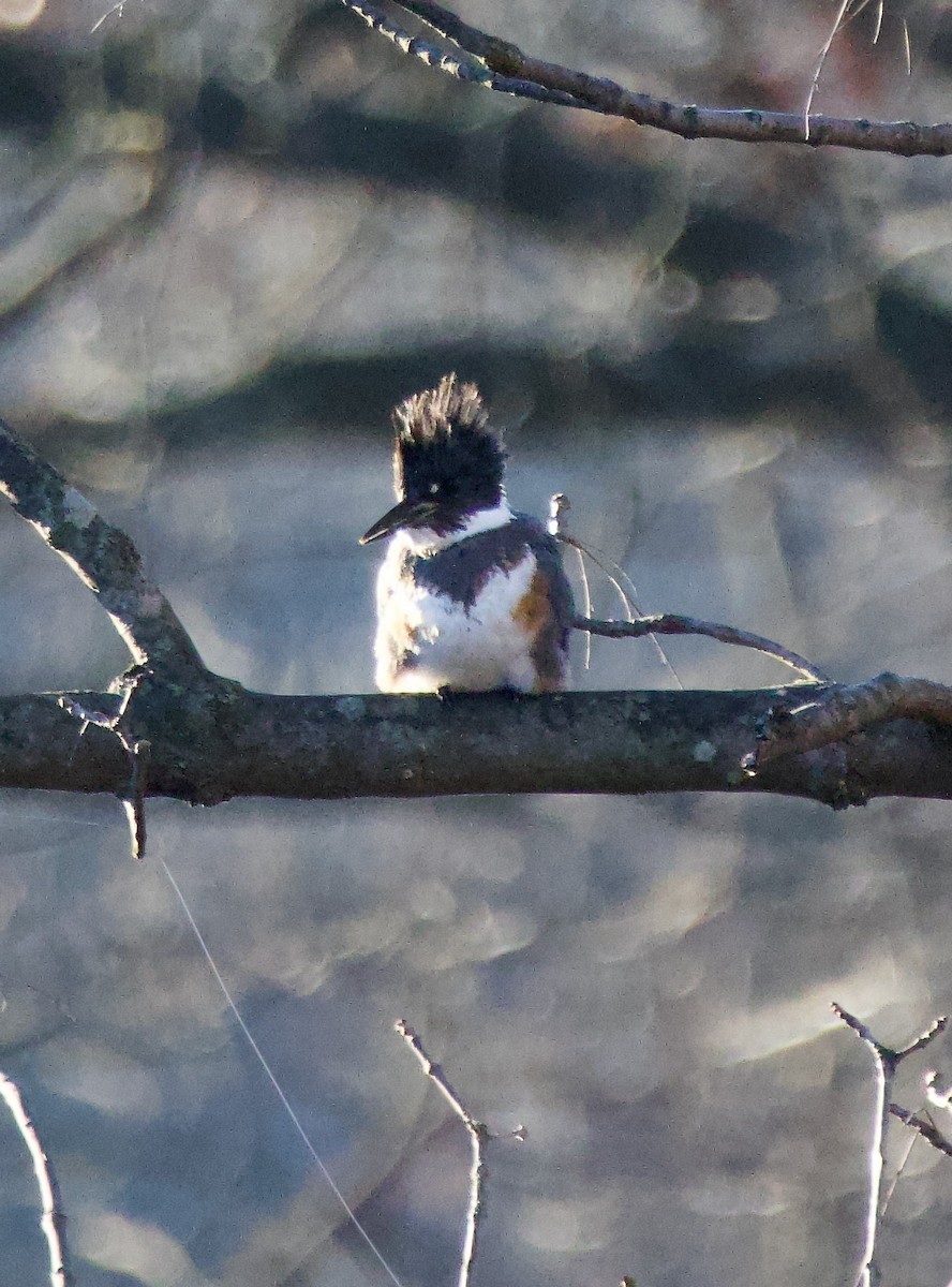 Belted Kingfisher - ML613419410