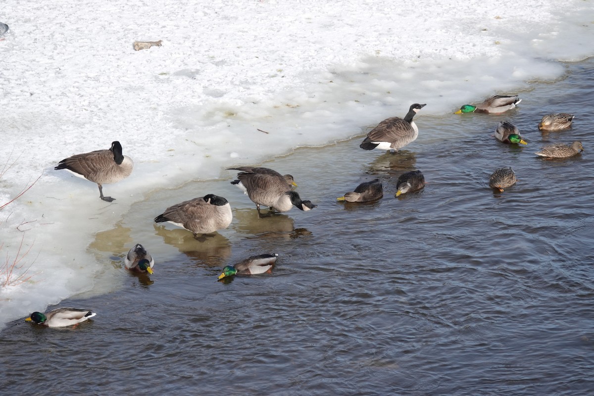 Canada Goose - Anonymous