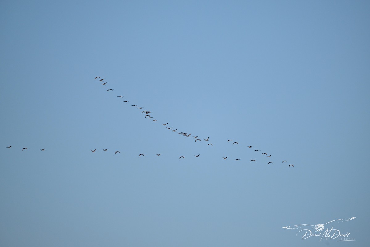 Sandhill Crane - Demond McDonald