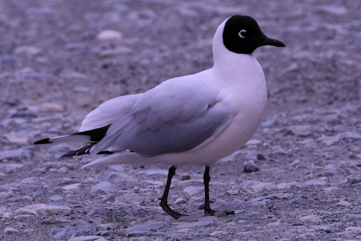 Andean Gull - ML613419464