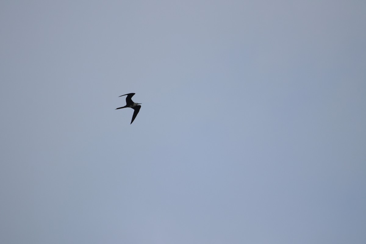 Magnificent Frigatebird - Eliza Wein