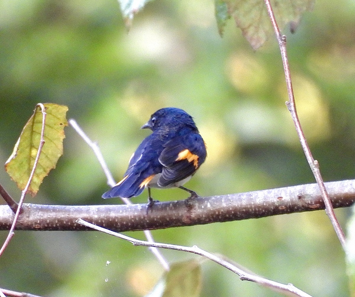 American Redstart - ML613419507