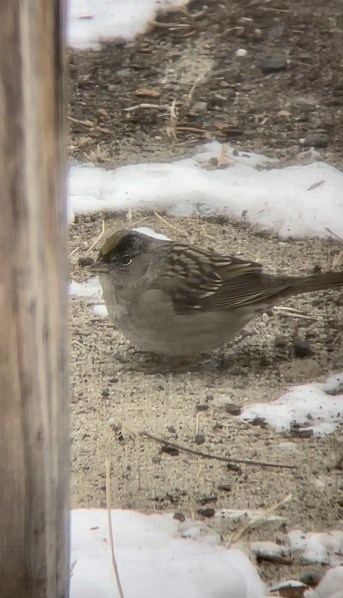 Golden-crowned Sparrow - ML613419508