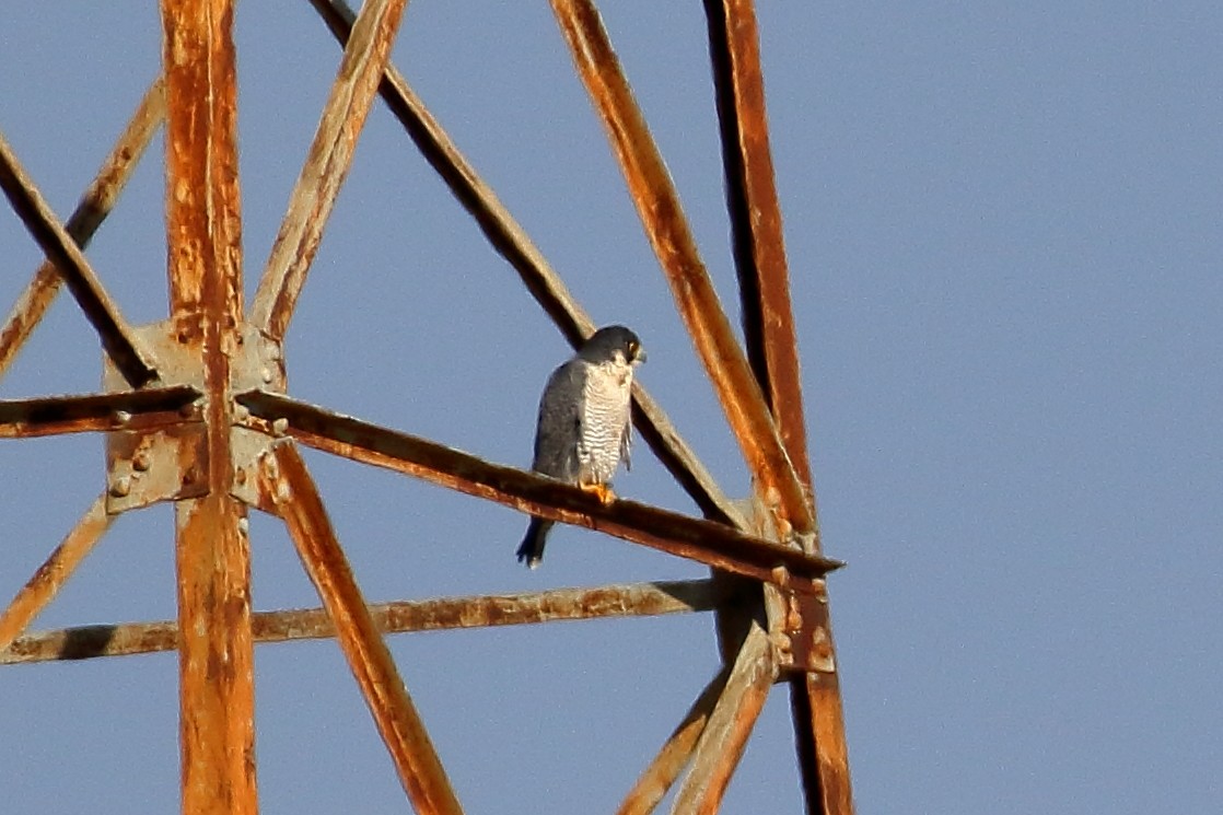Эгэл шонхор - ML613419510