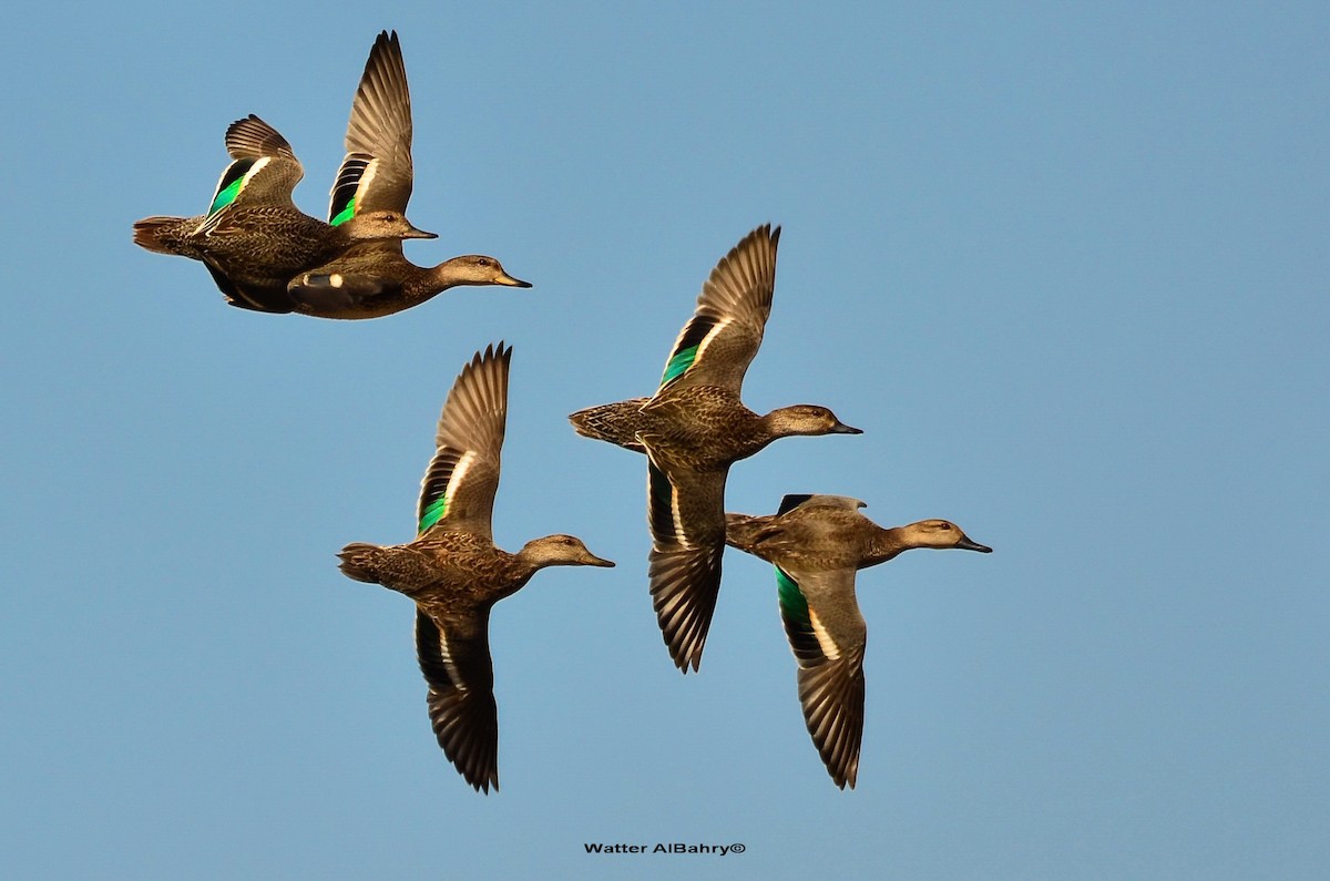 Green-winged Teal - Watter AlBahry