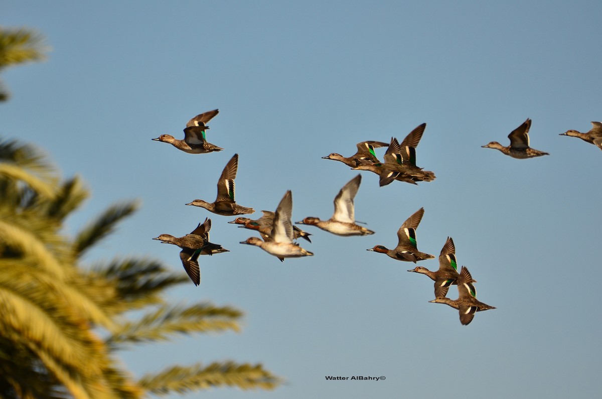 Green-winged Teal - Watter AlBahry