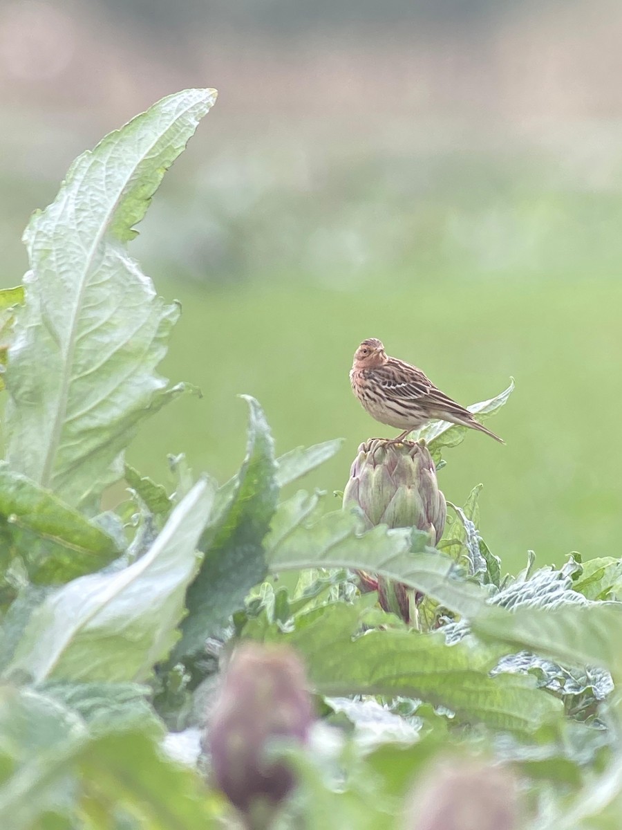 Red-throated Pipit - ML613419533