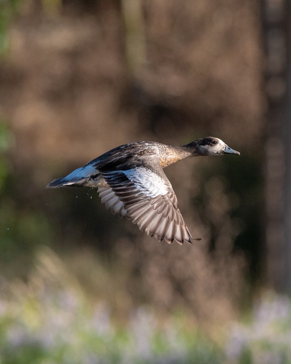 Chiloe Wigeon - ML613419557