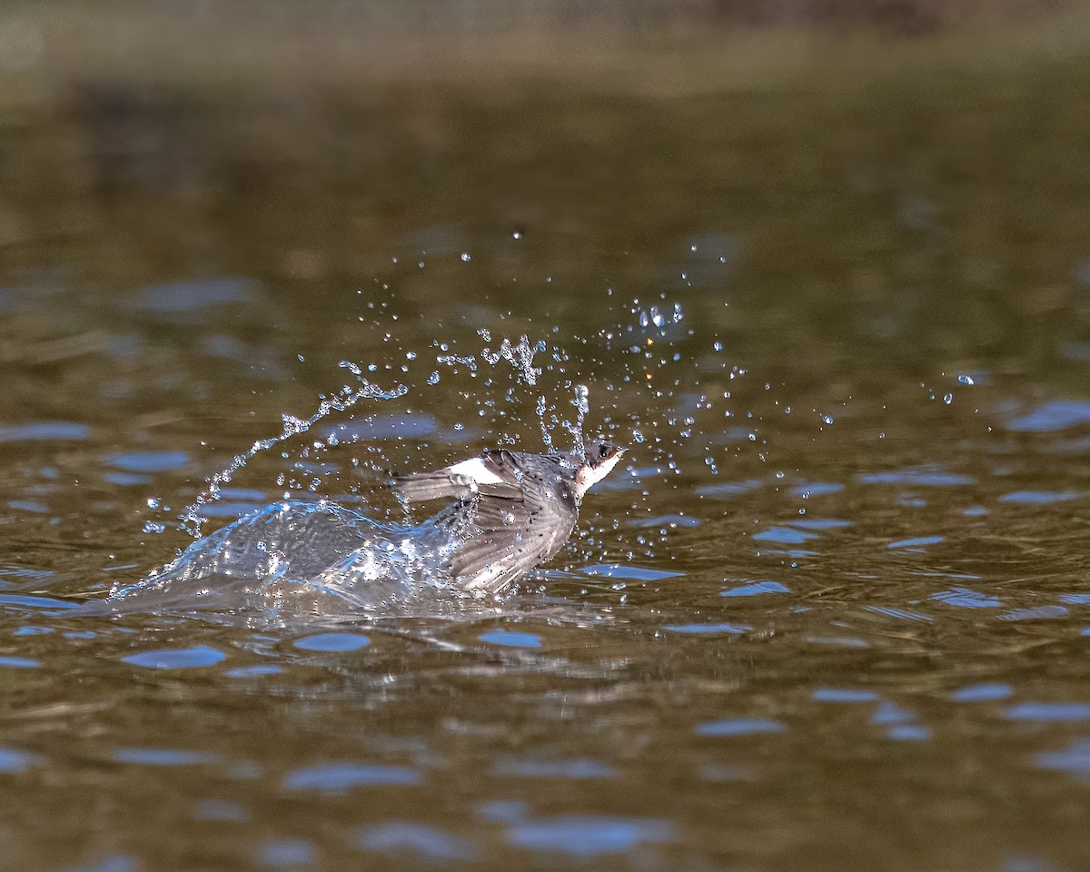 Chilean Swallow - ML613419587