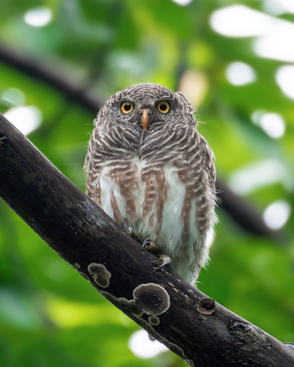 Asian Barred Owlet - Nuttapong Jomjan