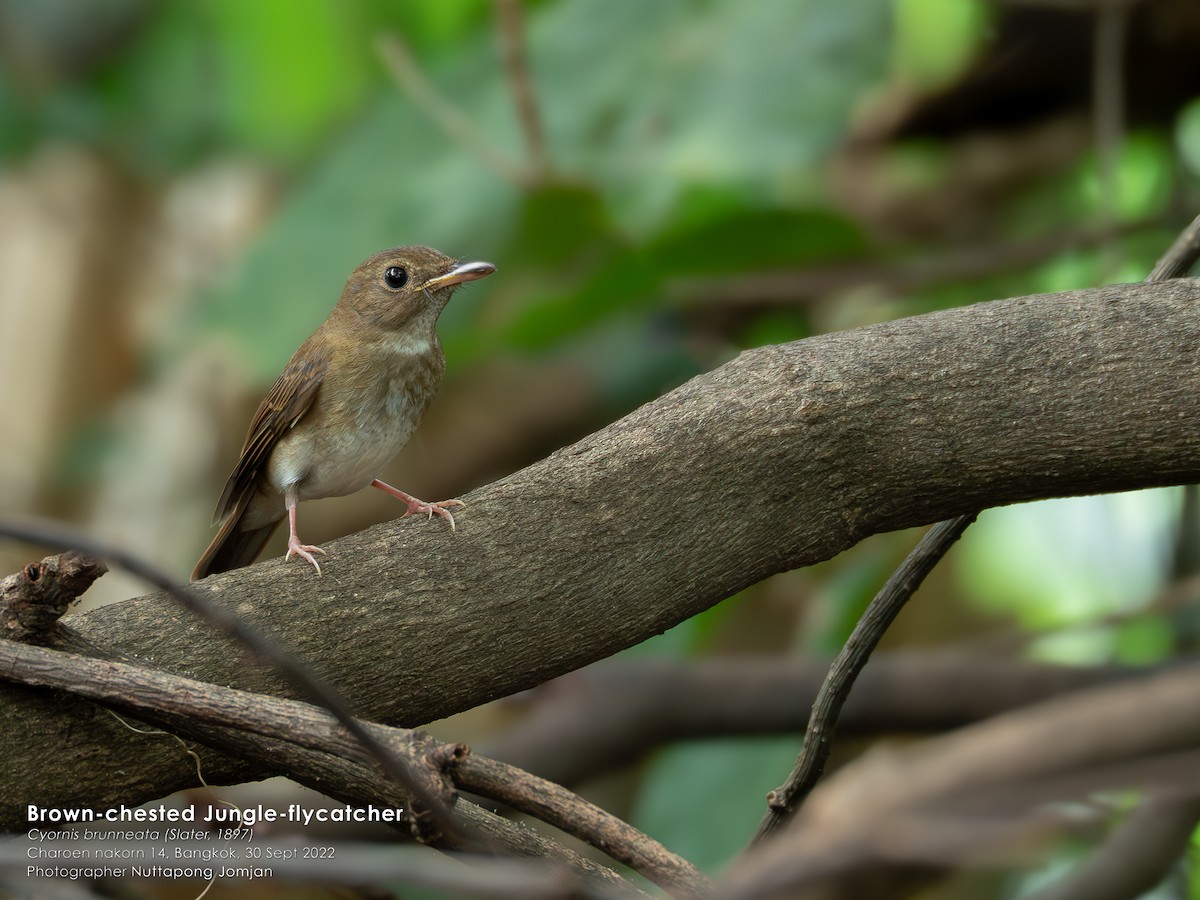 Brown-chested Jungle Flycatcher - Nuttapong Jomjan