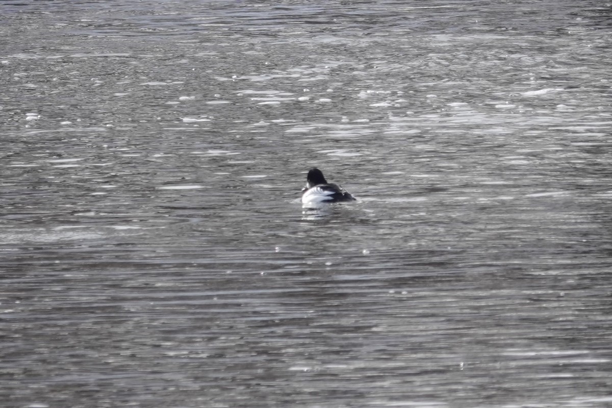 Common Goldeneye - ML613419647