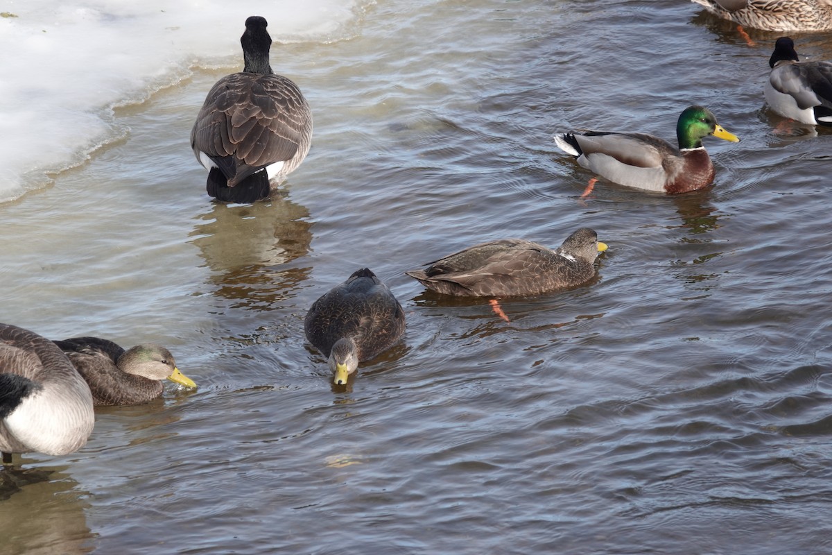 American Black Duck - Anonymous