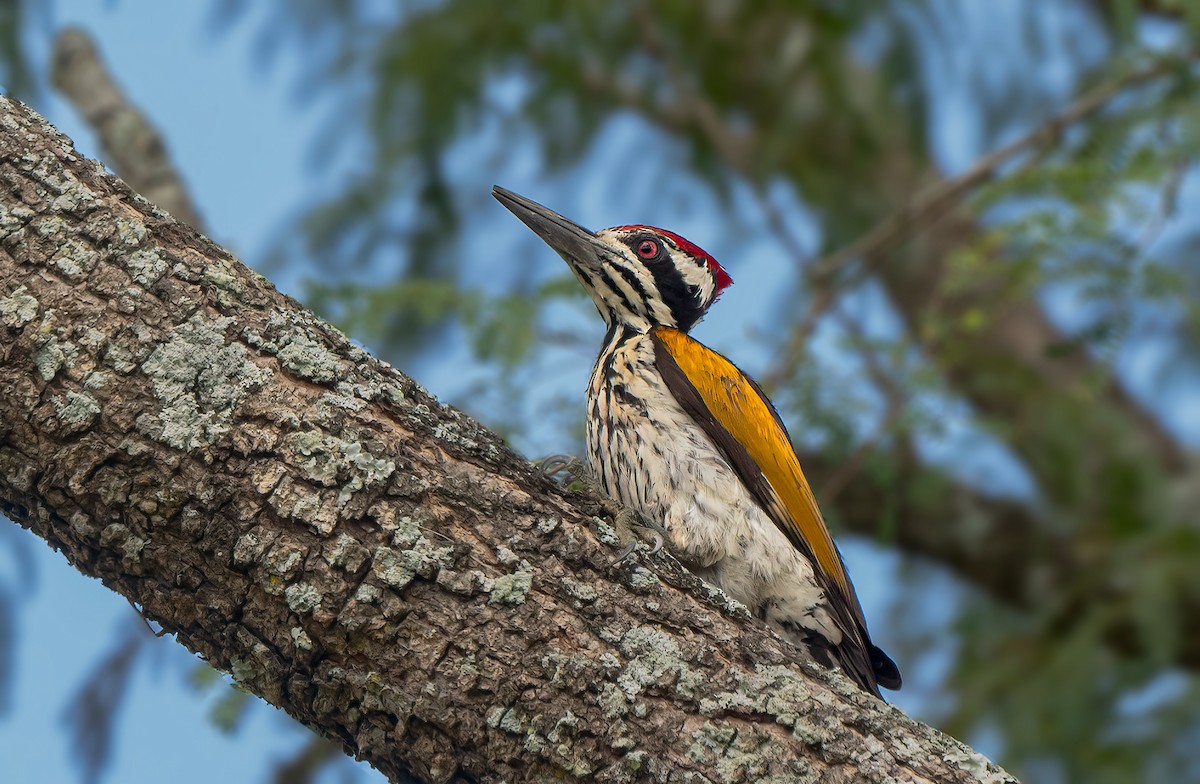 White-naped Woodpecker - ML613419659