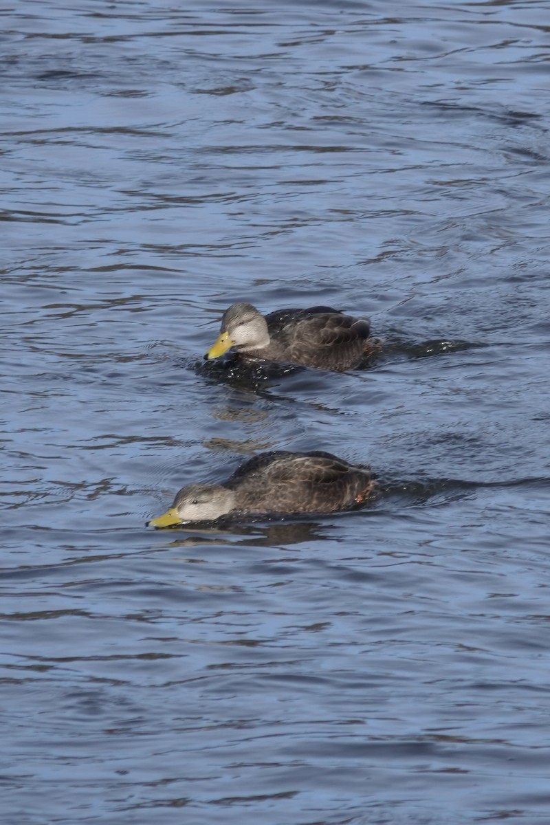 American Black Duck - ML613419717