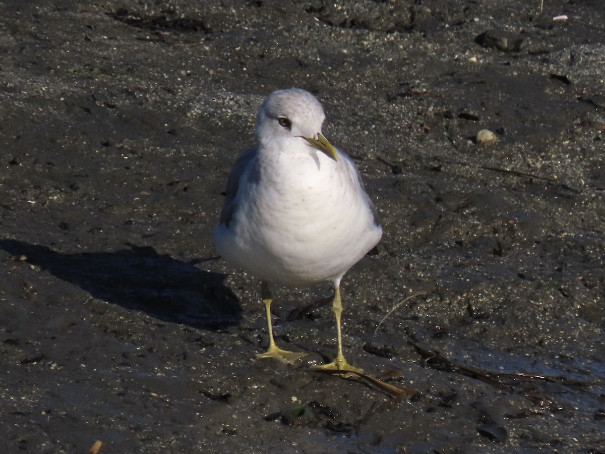 Short-billed Gull - ML613419734