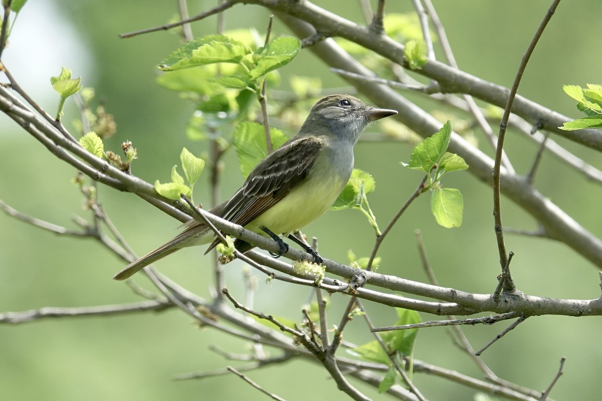 Great Crested Flycatcher - ML613419738