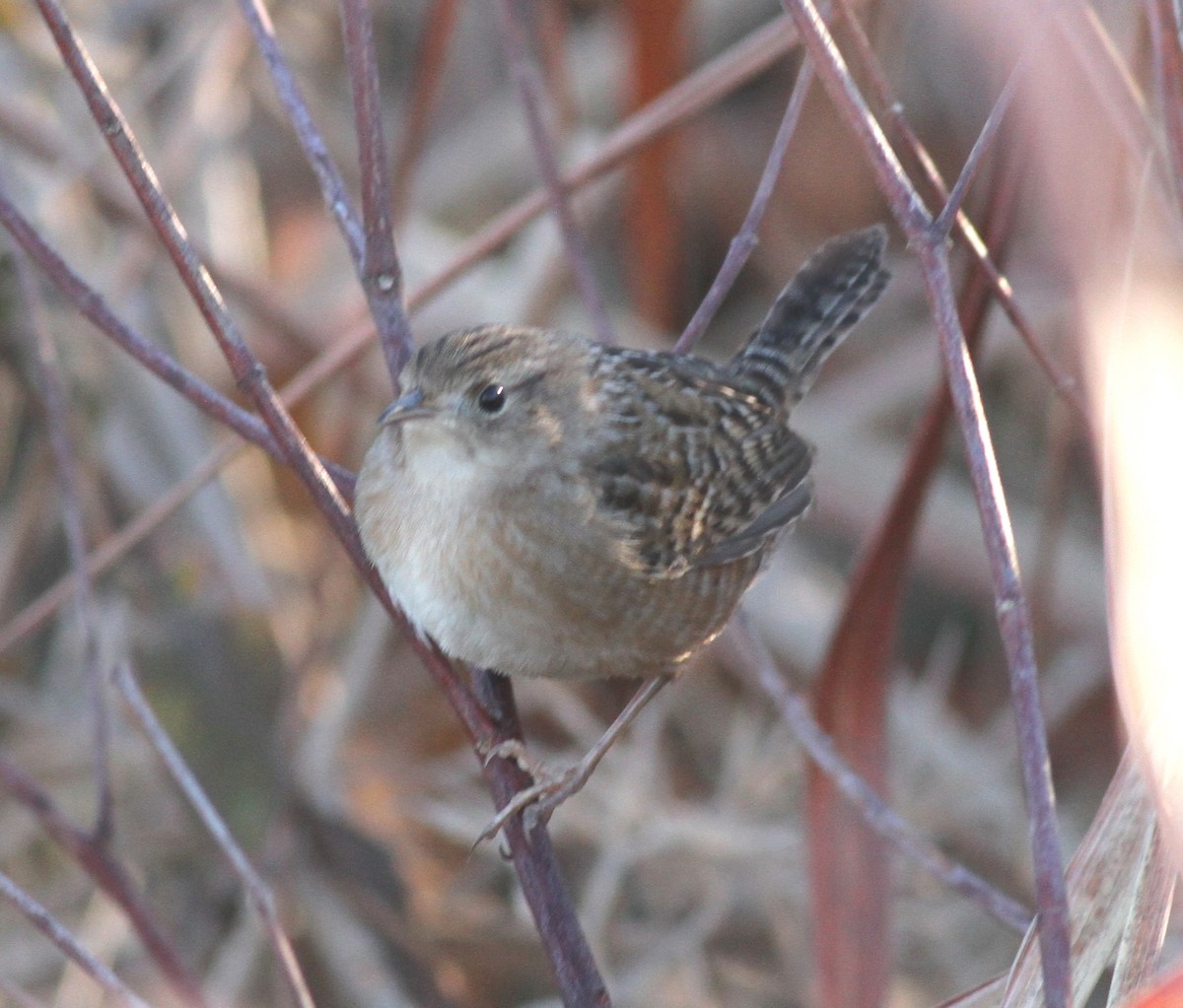 Sedge Wren - ML613419764