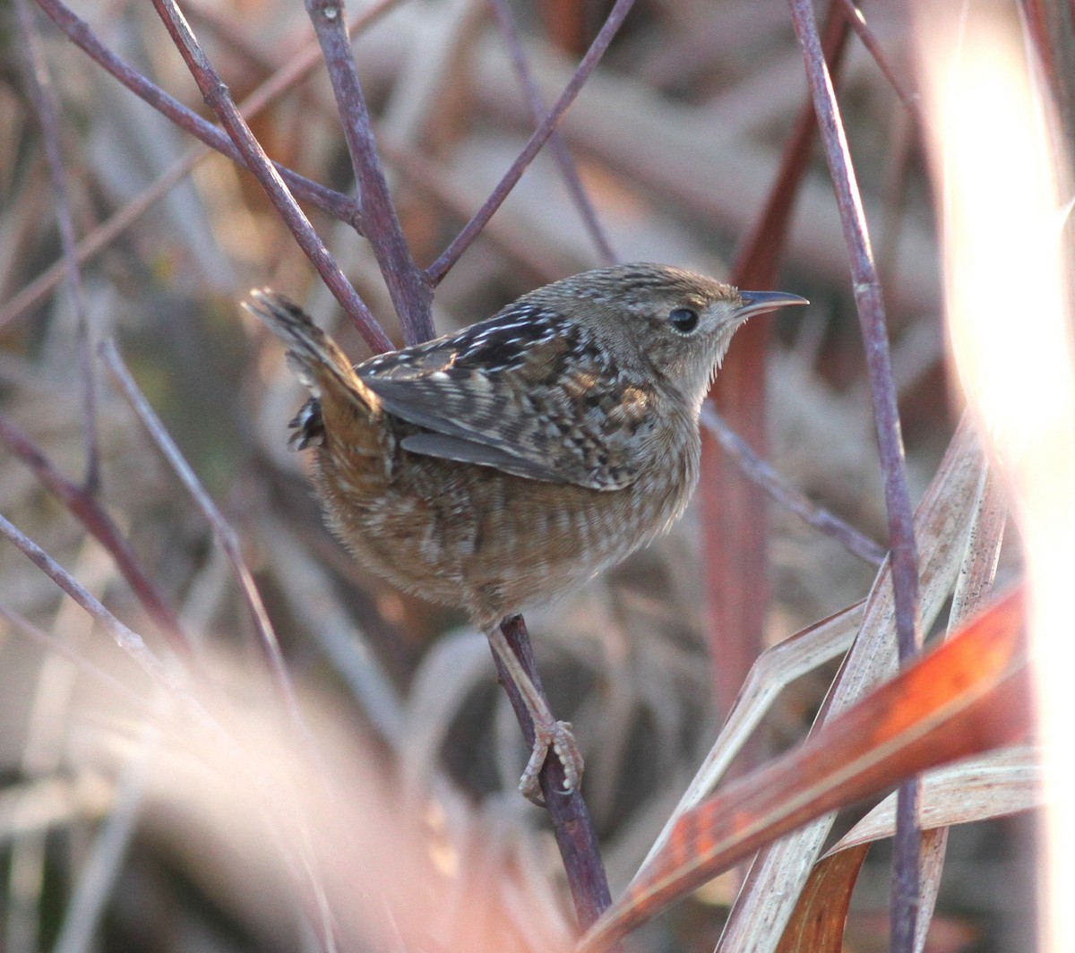 Sedge Wren - ML613419766