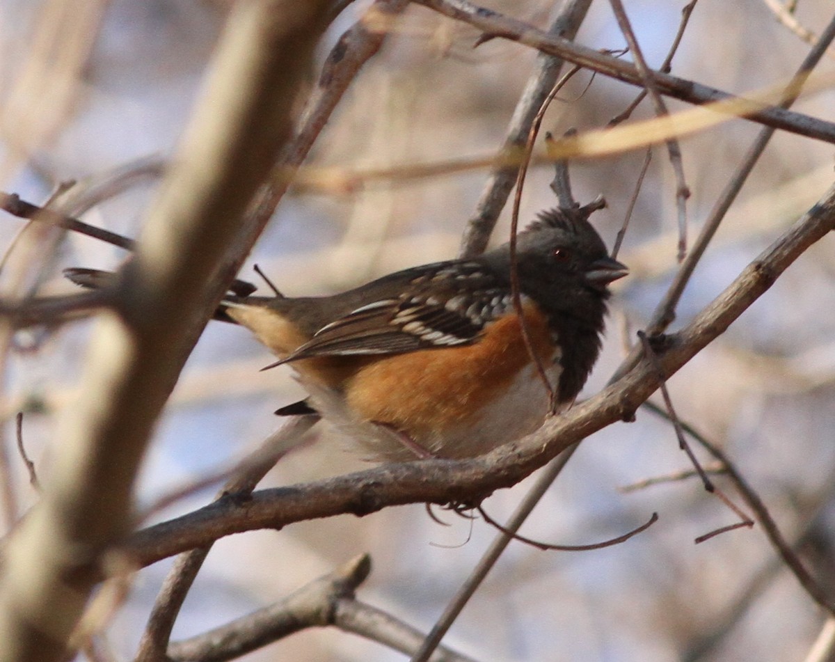 Spotted Towhee - ML613419802
