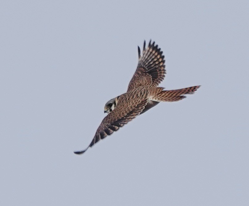 American Kestrel - ML613419813