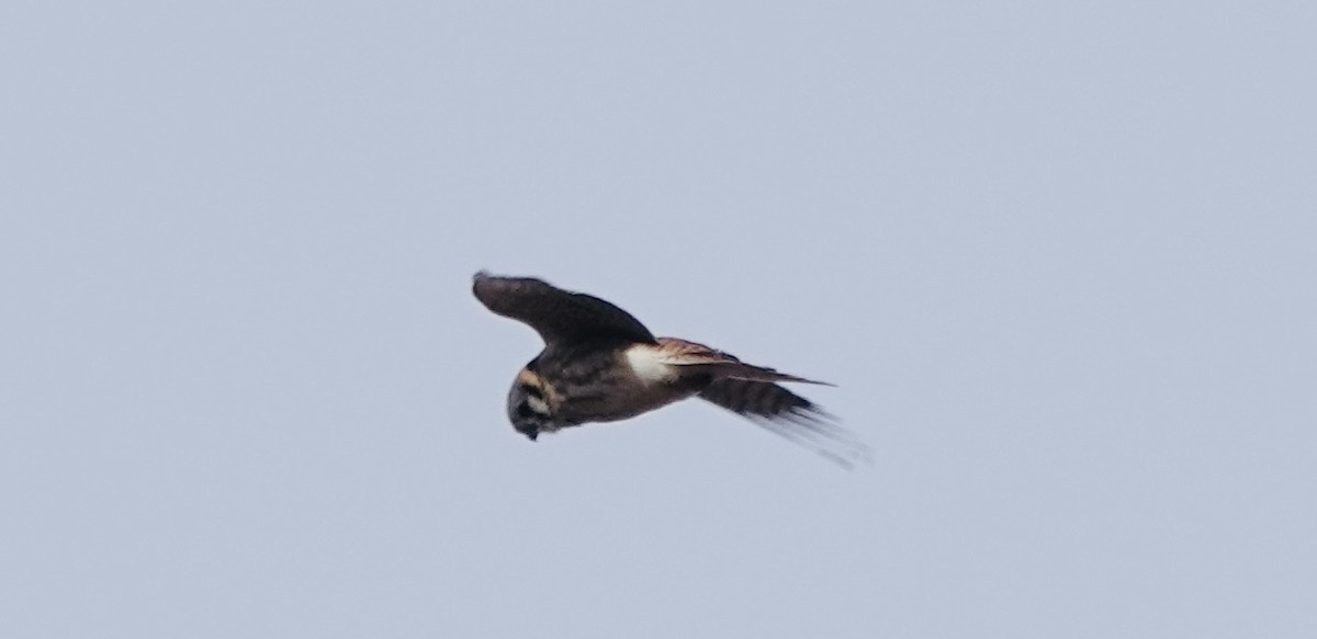 American Kestrel - ML613419819