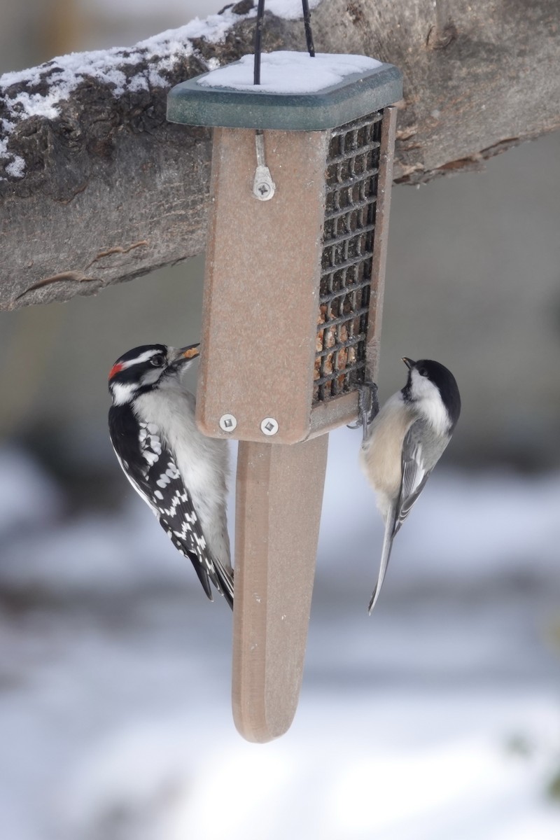 Downy Woodpecker - Anonymous