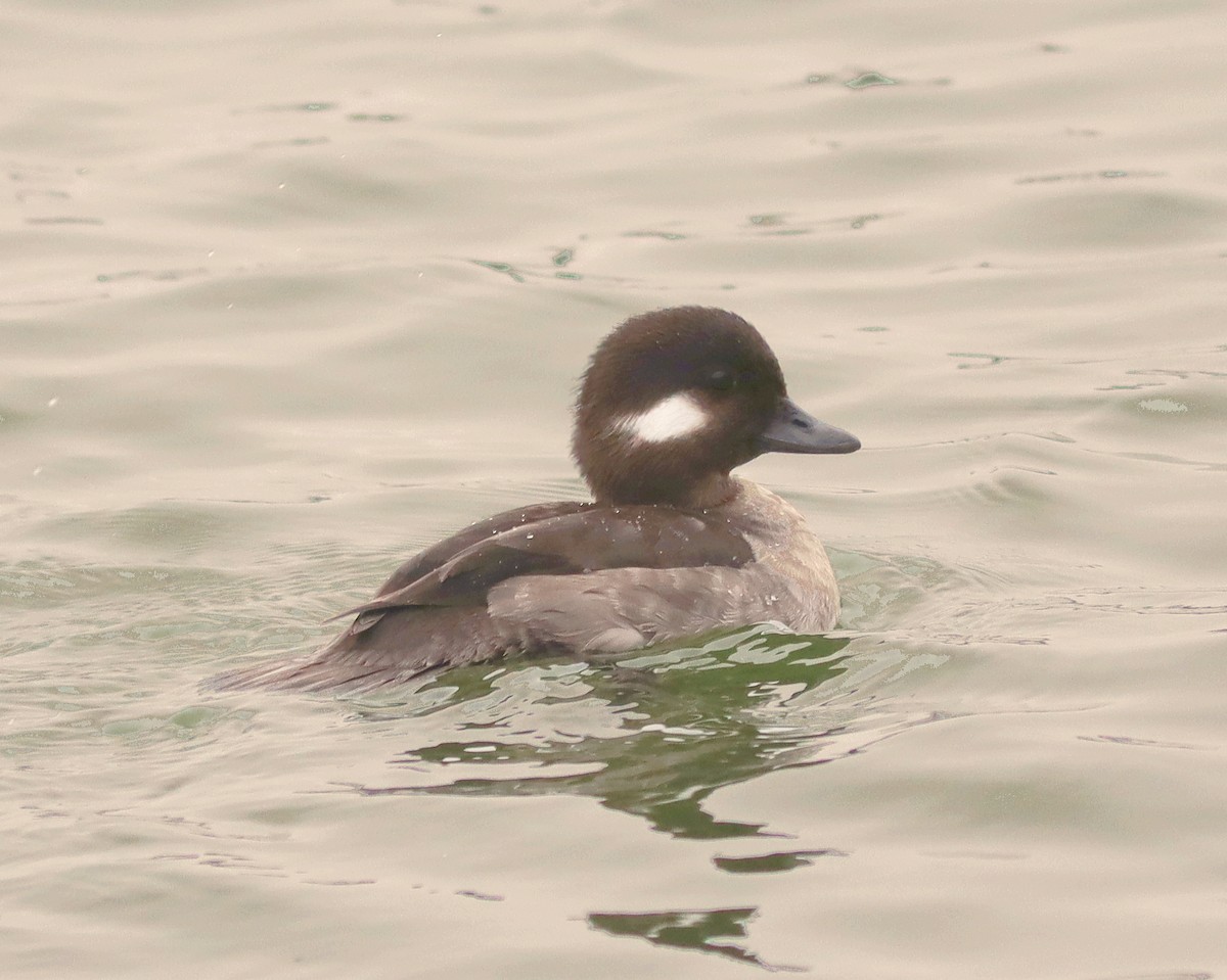 Bufflehead - ML613419878