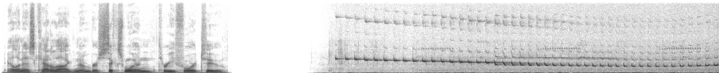 Slaty Bristlefront - ML61342