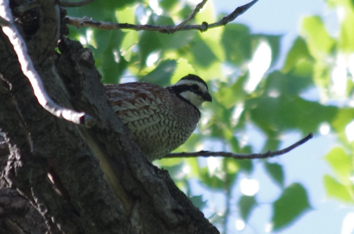 Northern Bobwhite - ML61342001