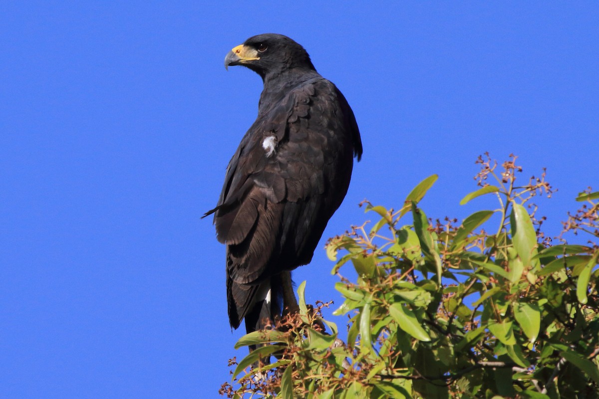 Great Black Hawk (Southern) - Fabio Olmos