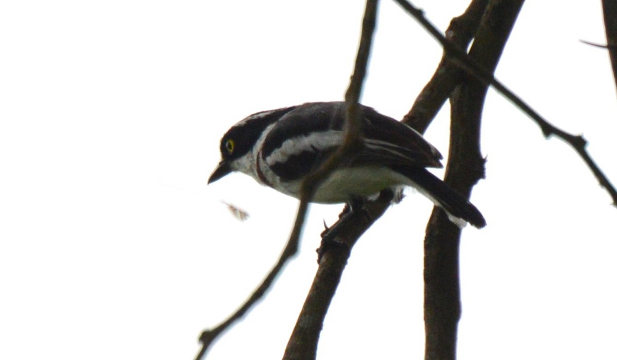 Eastern Black-headed Batis - ML613420067