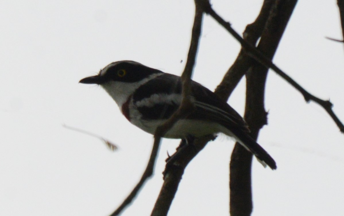 Eastern Black-headed Batis - ML613420068