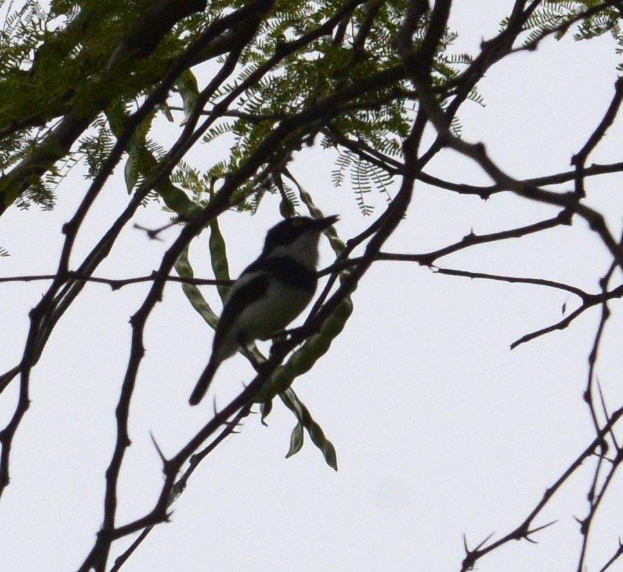 Eastern Black-headed Batis - ML613420069