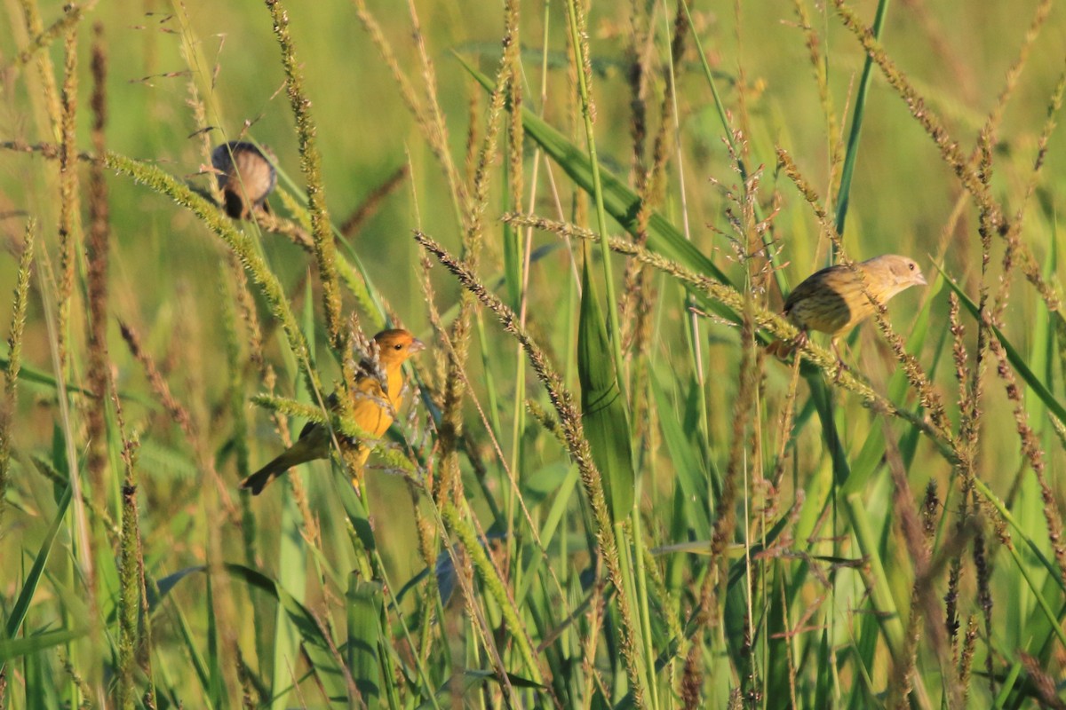 Saffron Finch (Pelzeln's) - ML613420071