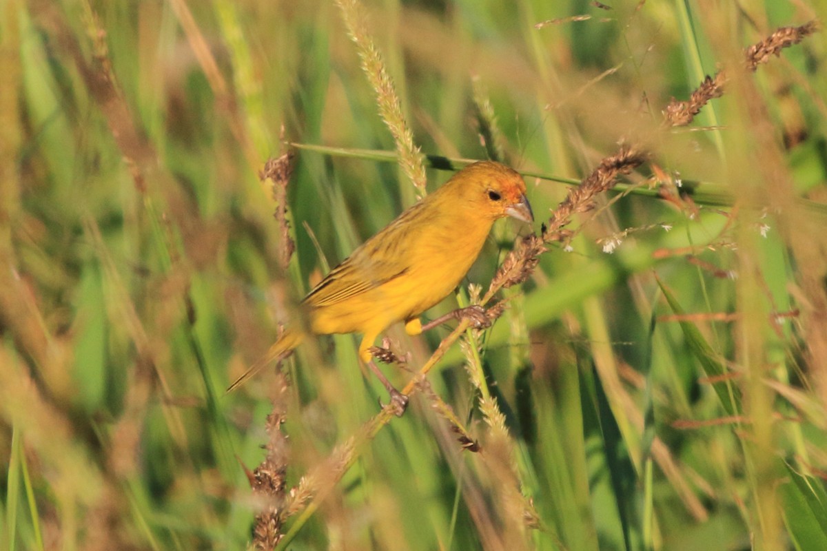 Saffron Finch (Pelzeln's) - ML613420081