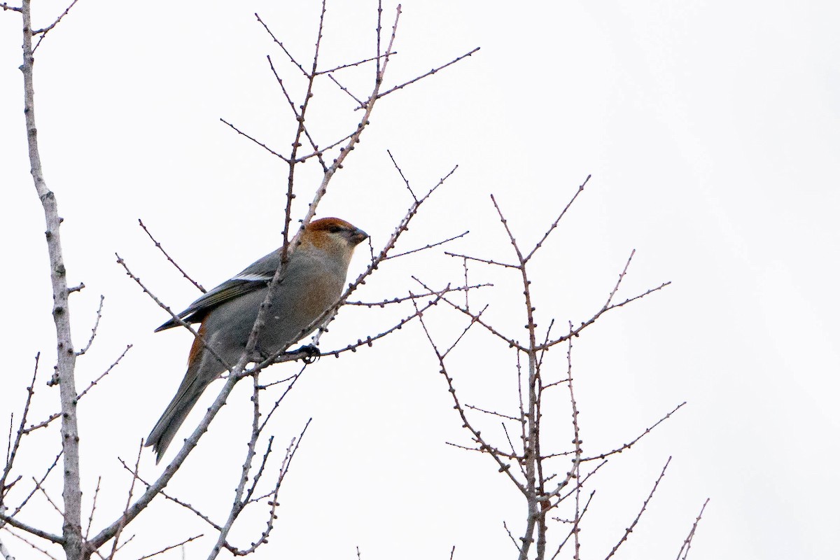 Pine Grosbeak - ML613420105