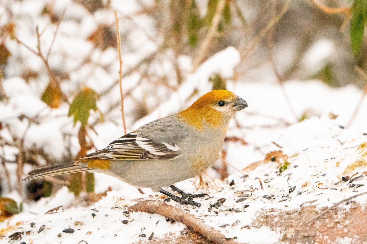 Pine Grosbeak - ML613420115