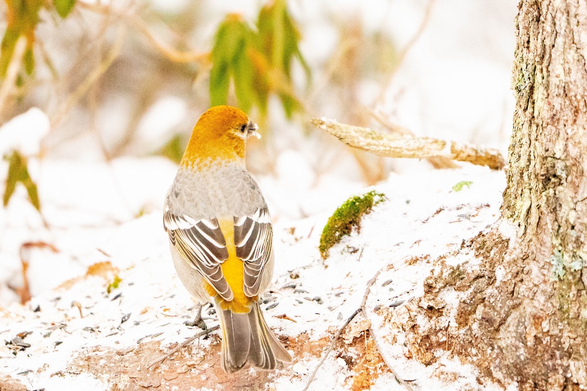 Pine Grosbeak - ML613420117