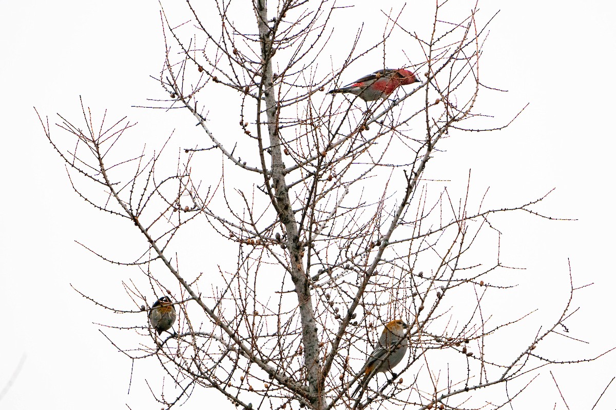 Pine Grosbeak - ML613420118