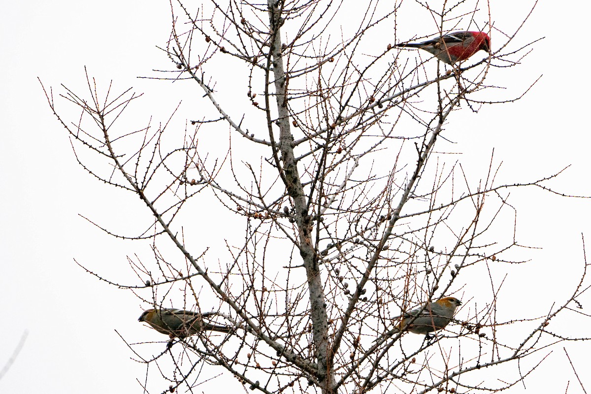 Pine Grosbeak - ML613420119