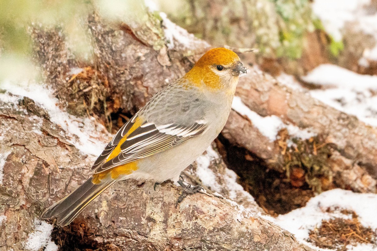 Pine Grosbeak - Matt Hoberg